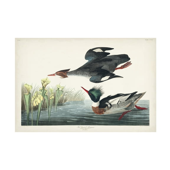 John James Audubon 'Red Breasted Merganser Duck' Canvas Art