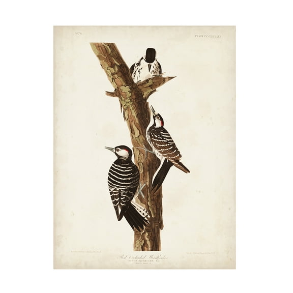 John James Audubon 'Red Cockaded Woodpecker' Canvas Art