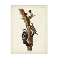 John James Audubon 'Red Cockaded Woodpecker' Canvas Art