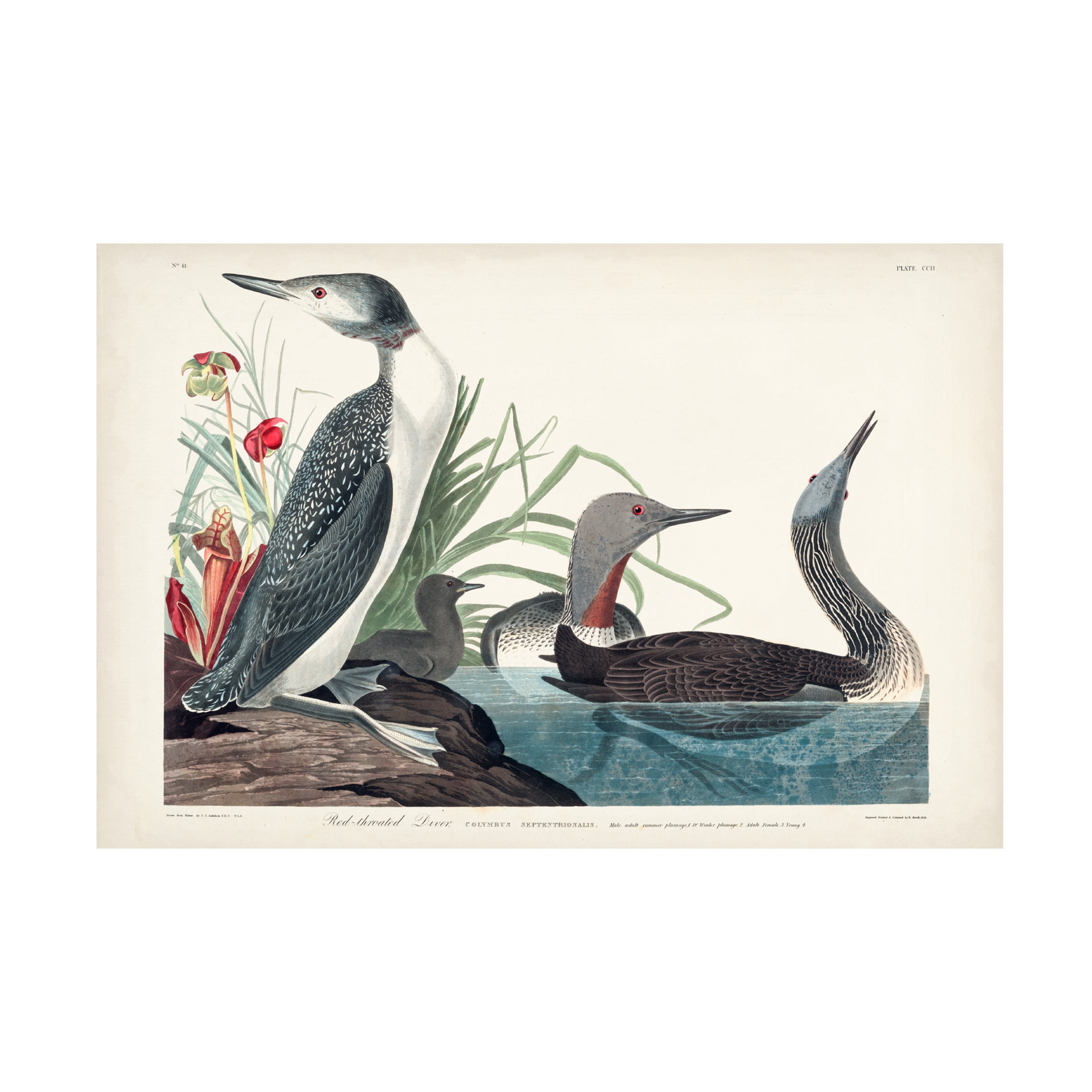 John James Audubon 'Red Throated Diver' Canvas Art