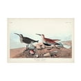 thumbnail image 1 of John James Audubon 'Red backed Sandpiper' Canvas Art, 1 of 3