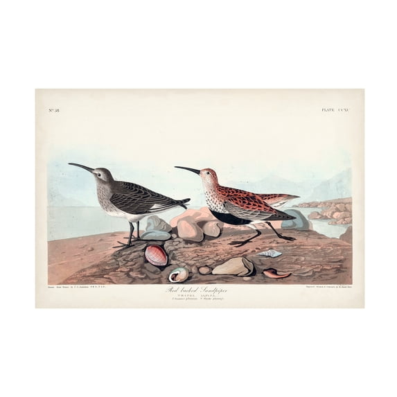 John James Audubon 'Red backed Sandpiper' Canvas Art