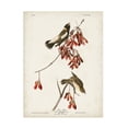 thumbnail image 1 of John James Audubon 'Rice Bird' Canvas Art, 1 of 3