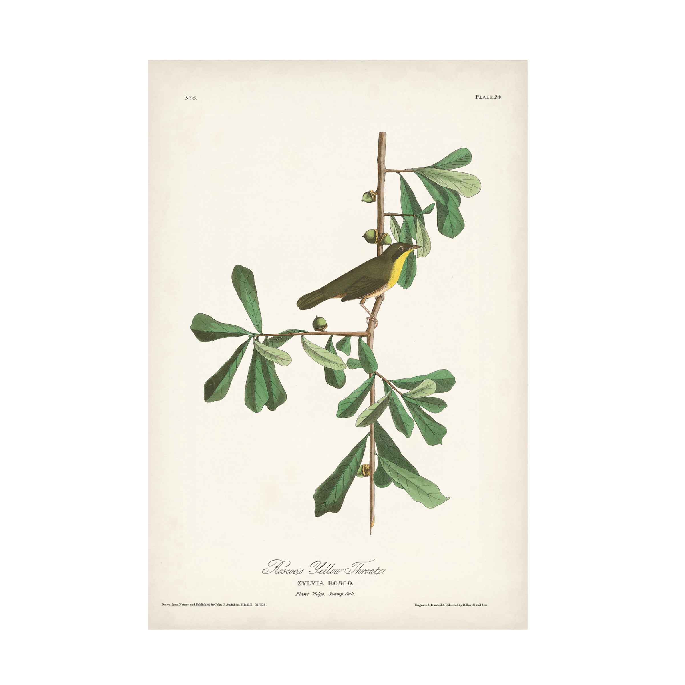 John James Audubon 'Roscoes Yellow Throat' Canvas Art
