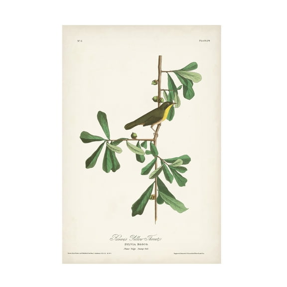 John James Audubon 'Roscoes Yellow Throat' Canvas Art