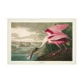thumbnail image 1 of John James Audubon 'Roseate Spoonbill' Canvas Art, 1 of 3