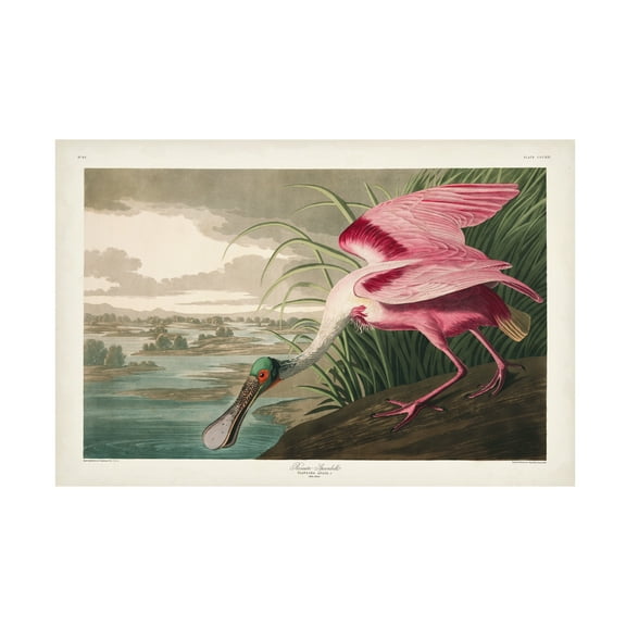 John James Audubon 'Roseate Spoonbill' Canvas Art
