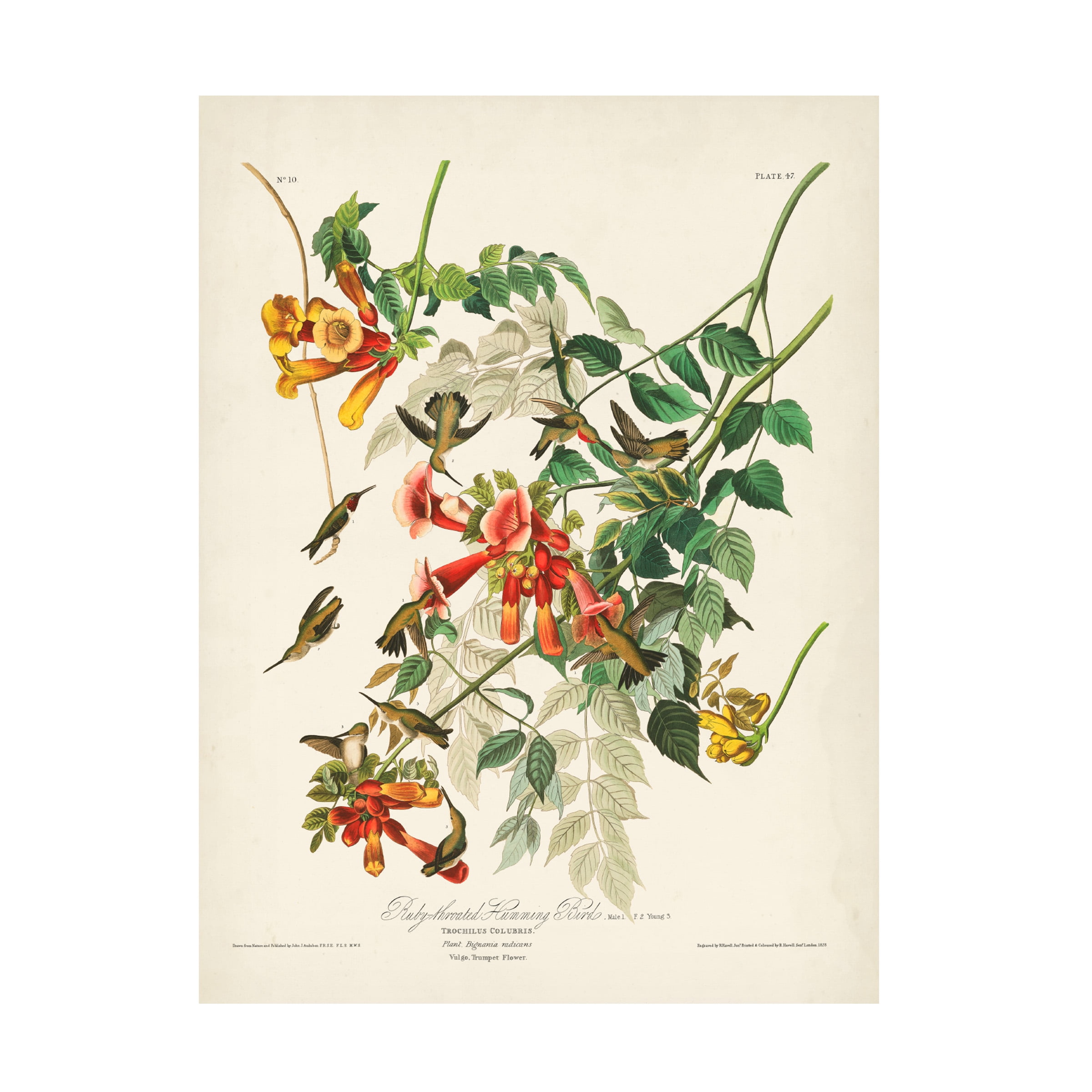 John James Audubon 'Ruby Throated Hummingbird' Canvas Art