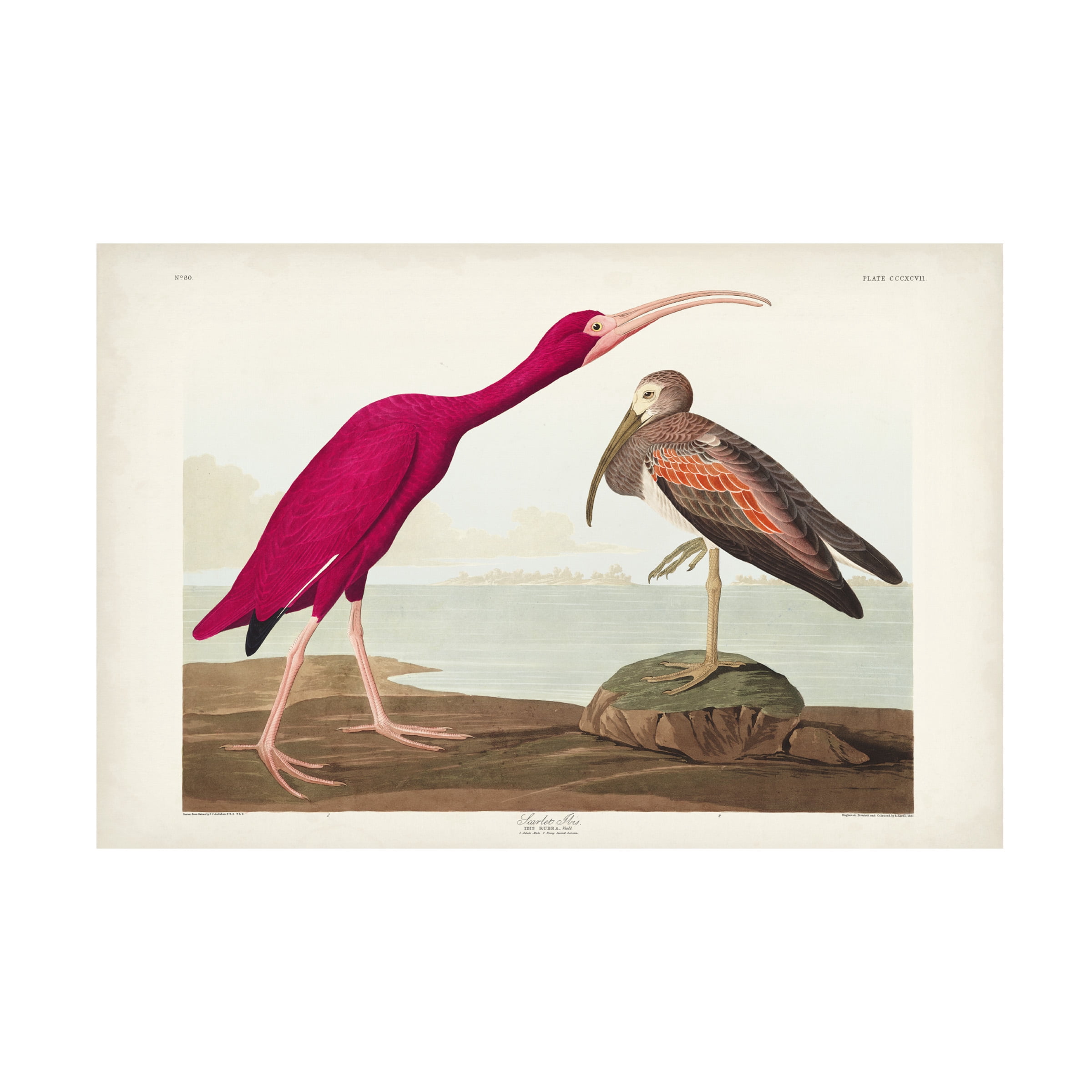 John James Audubon 'Scarlet Ibis' Canvas Art