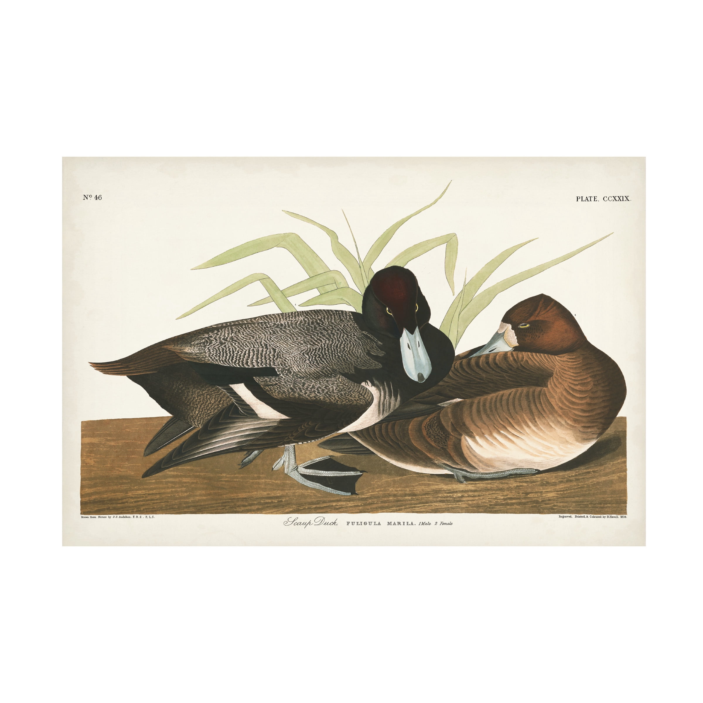 John James Audubon 'Scaup Duck' Canvas Art