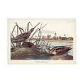 thumbnail image 1 of John James Audubon ' Snipe' Canvas Art, 1 of 3