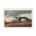 thumbnail image 1 of John James Audubon 'Snow Goose' Canvas Art, 1 of 3