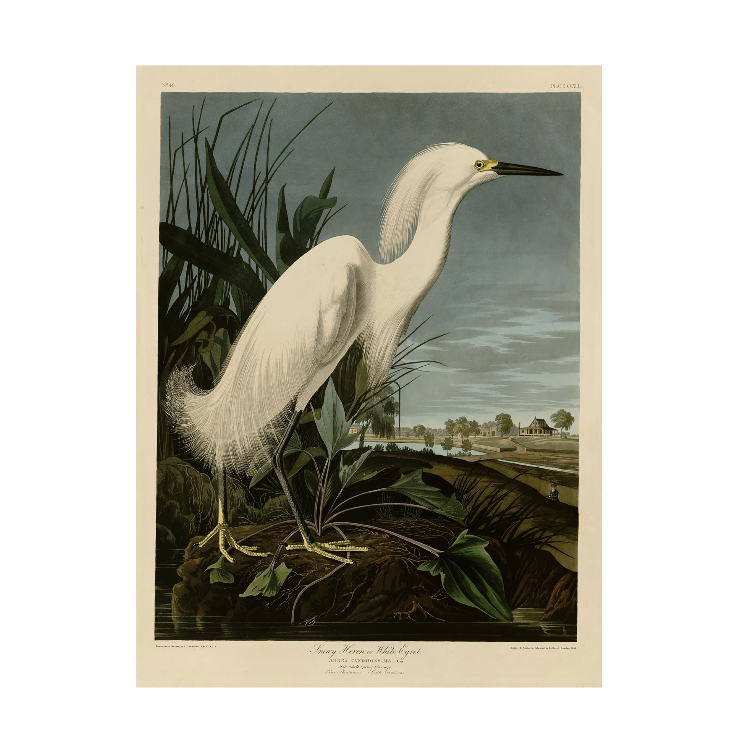 John James Audubon 'Snowy Heron' Canvas Art