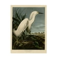 thumbnail image 1 of John James Audubon 'Snowy Heron' Canvas Art, 1 of 4
