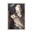thumbnail image 1 of John James Audubon 'Snowy Owl' Canvas Art, 1 of 3
