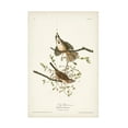 thumbnail image 1 of John James Audubon 'Song Sparrow' Canvas Art, 1 of 3