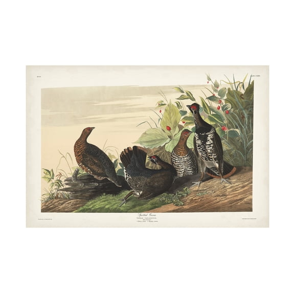 John James Audubon 'Spotted Grouse' Canvas Art