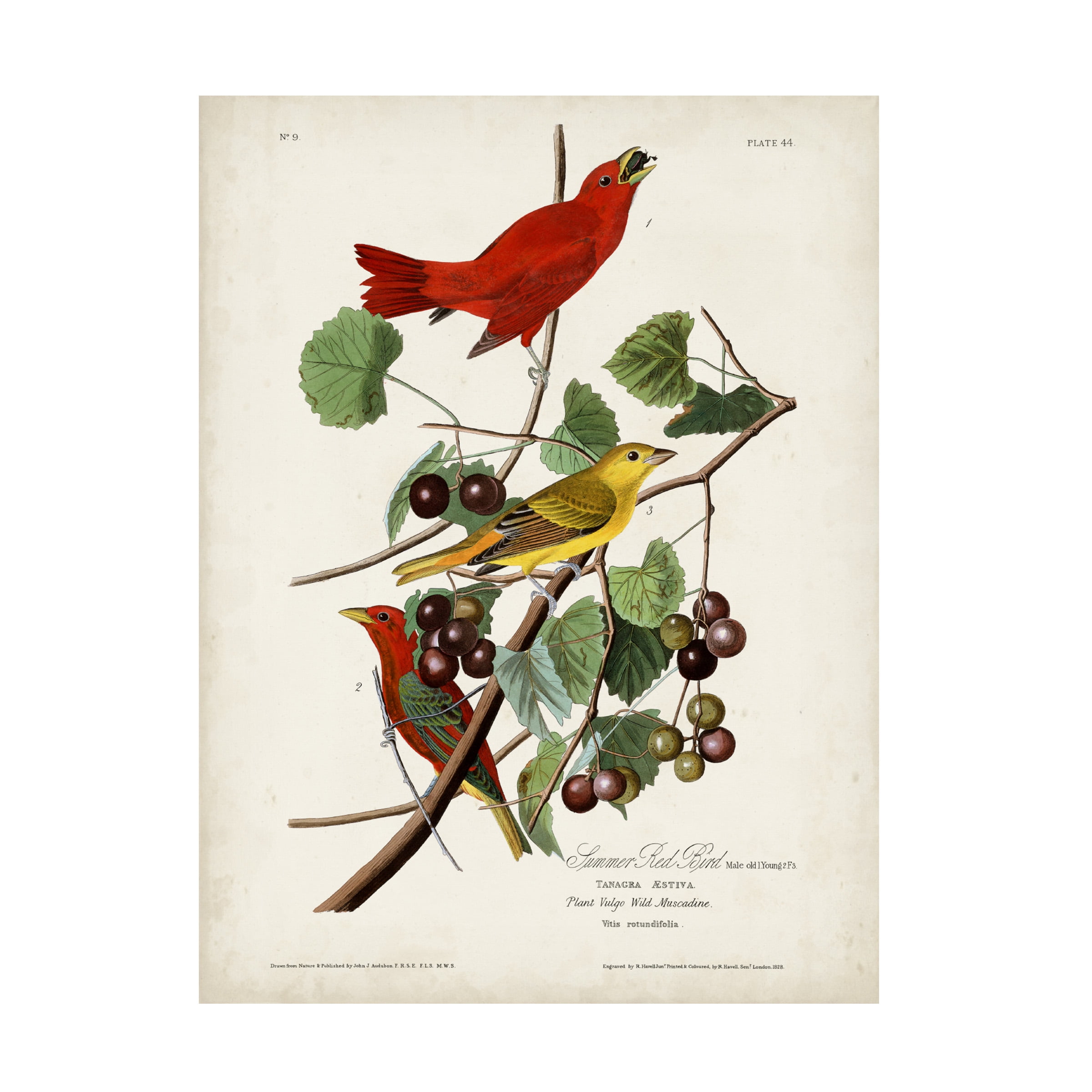 John James Audubon 'Summer Red Bird' Canvas Art