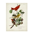 thumbnail image 1 of John James Audubon 'Summer Red Bird' Canvas Art, 1 of 3
