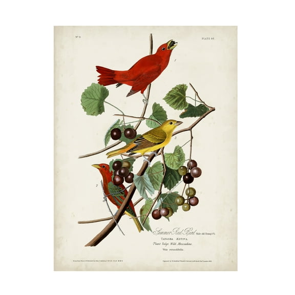 John James Audubon 'Summer Red Bird' Canvas Art