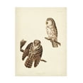 thumbnail image 1 of John James Audubon 'Tengmalms Owl' Canvas Art, 1 of 3