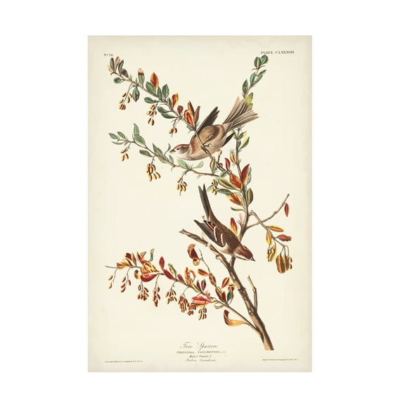 John James Audubon 'Tree Sparrow' Canvas Art
