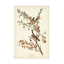 John James Audubon 'Tree Sparrow' Canvas Art