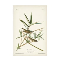 John James Audubon 'Vireo Solitarius' Canvas Art