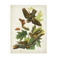 thumbnail image 1 of John James Audubon 'Whip Poor Will' Canvas Art, 1 of 3