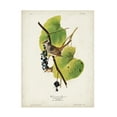 thumbnail image 1 of John James Audubon 'White Crowned Sparrow' Canvas Art, 1 of 3
