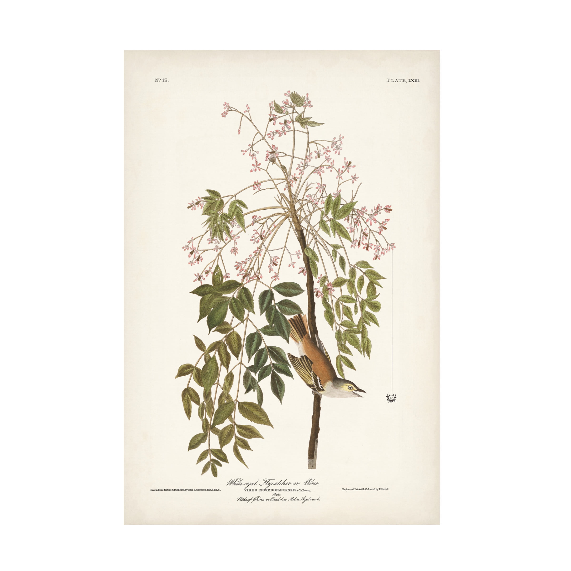 John James Audubon 'White Eyed Flycatcher' Canvas Art