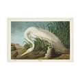 thumbnail image 1 of John James Audubon 'White Heron' Canvas Art, 1 of 3