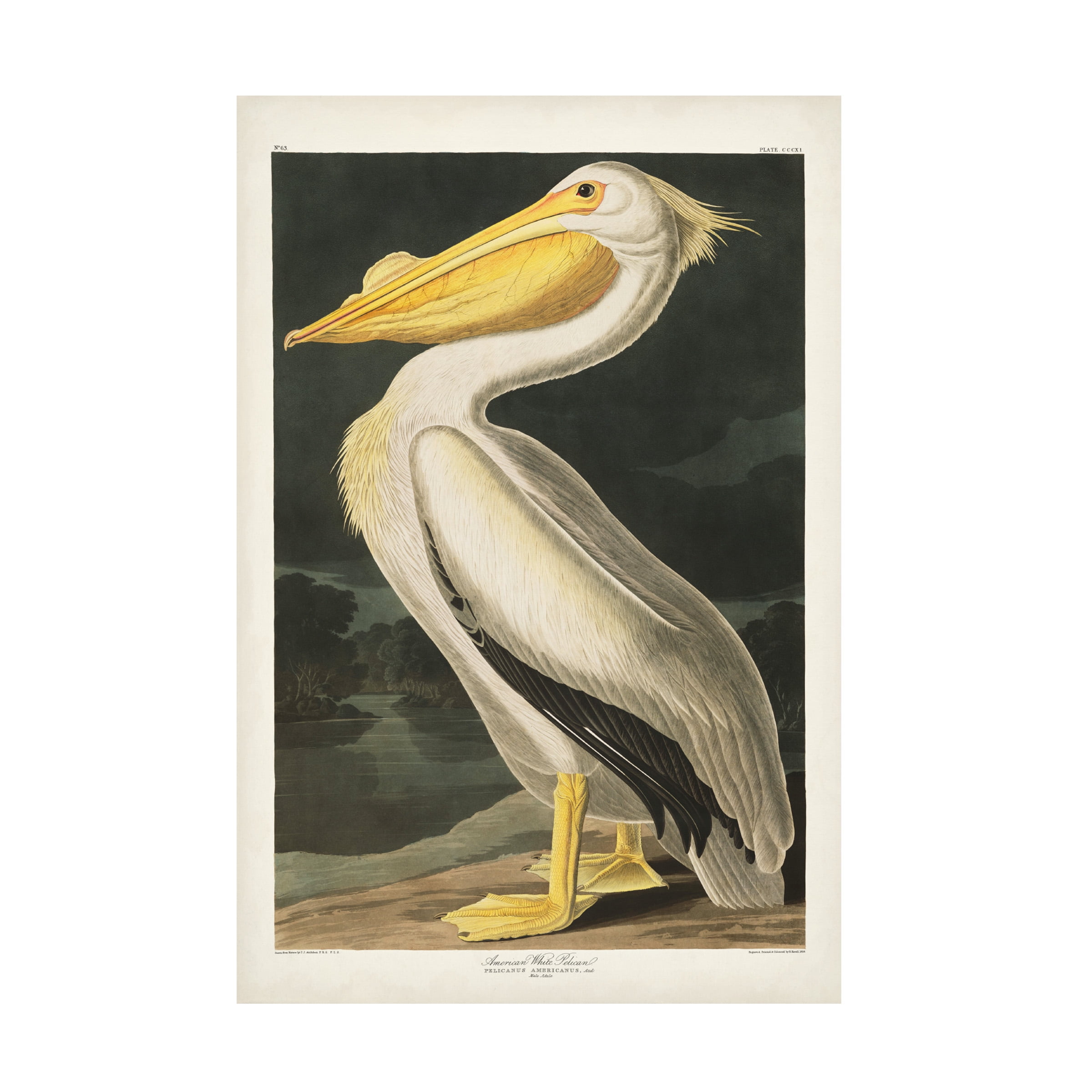 John James Audubon 'American White Pelican' Canvas Art