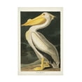 thumbnail image 1 of John James Audubon ' White Pelican' Canvas Art, 1 of 3
