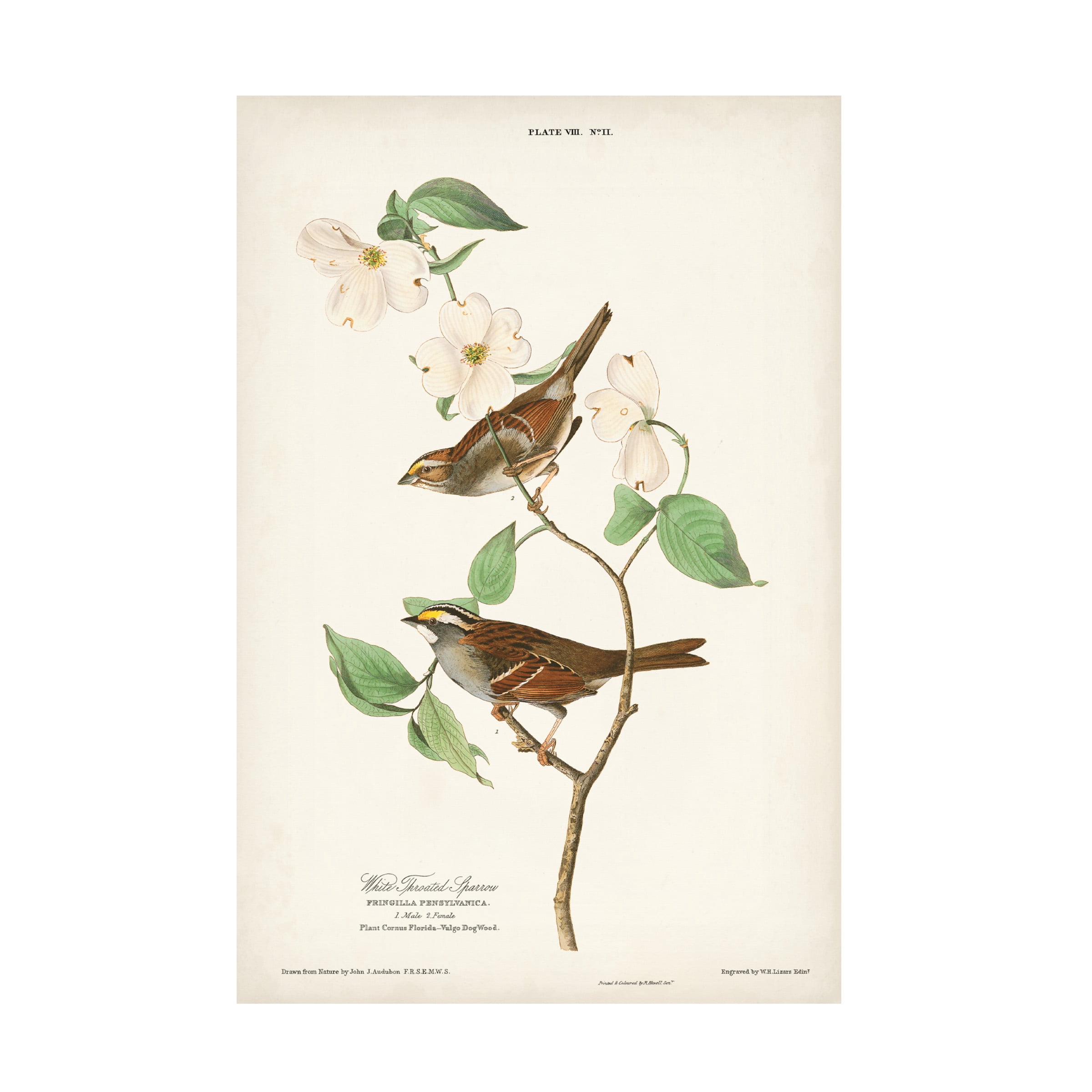 John James Audubon 'White Throated Sparrow' Canvas Art