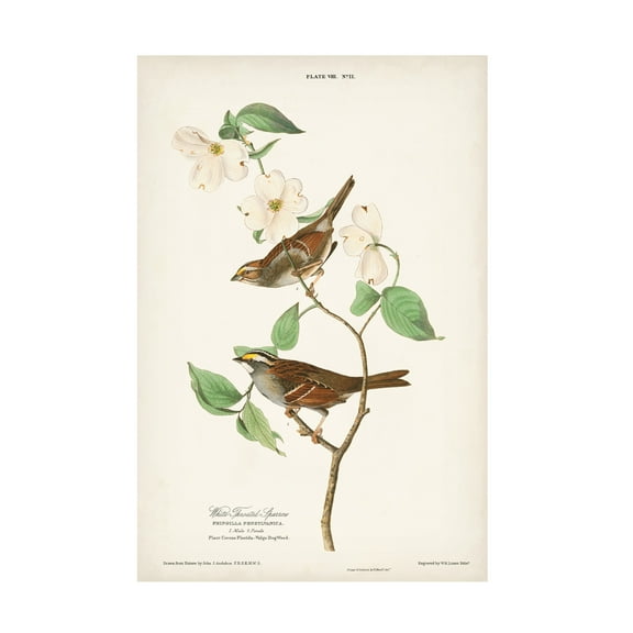 John James Audubon 'White Throated Sparrow' Canvas Art