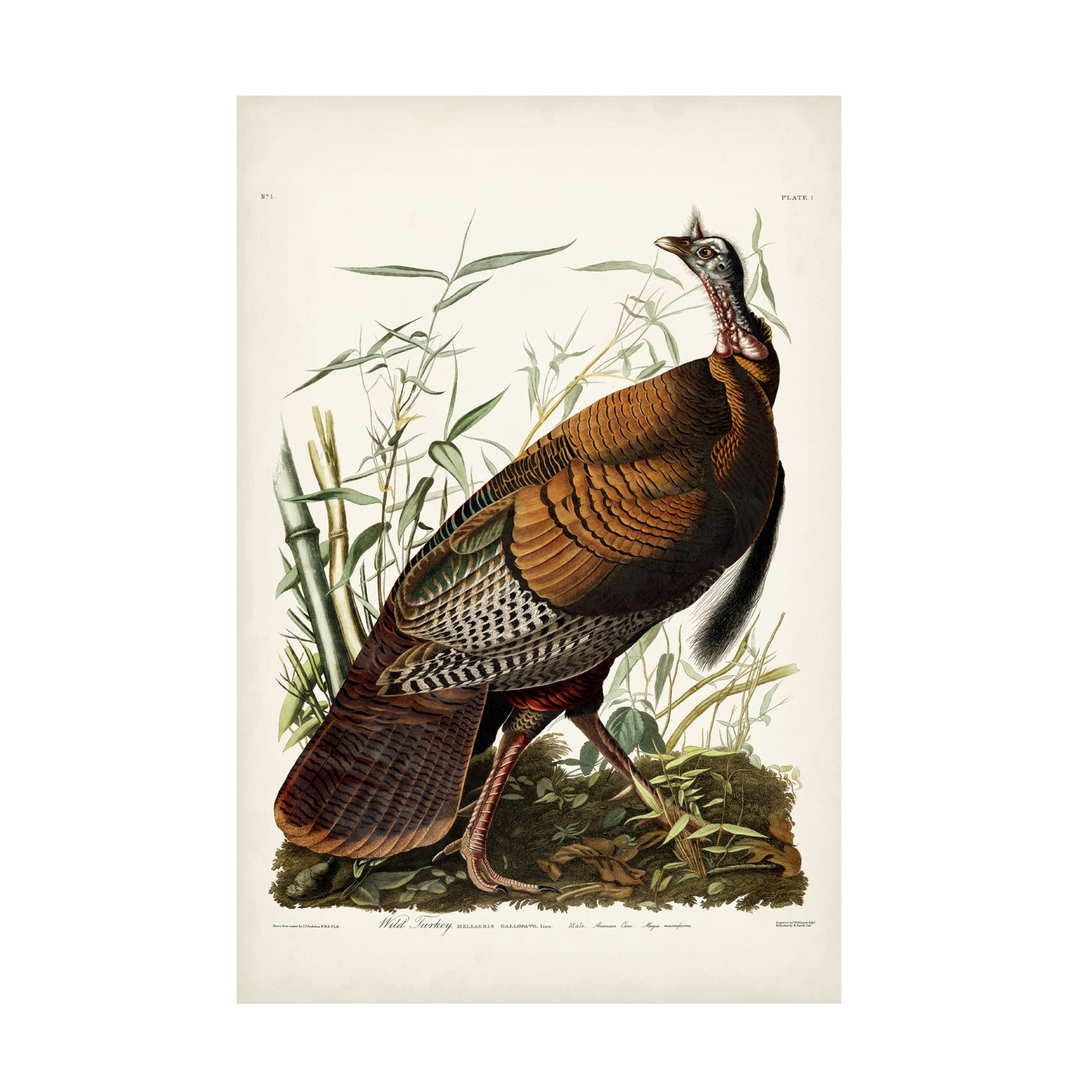 John James Audubon 'Wild Turkey' Canvas Art - Walmart.com