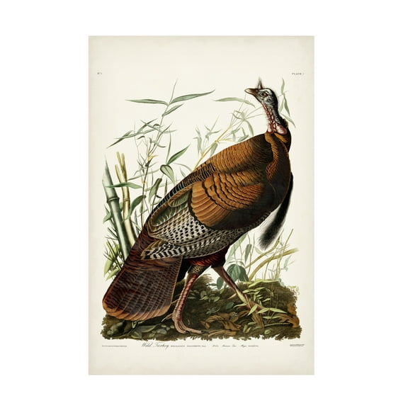 John James Audubon 'Wild Turkey' Canvas Art
