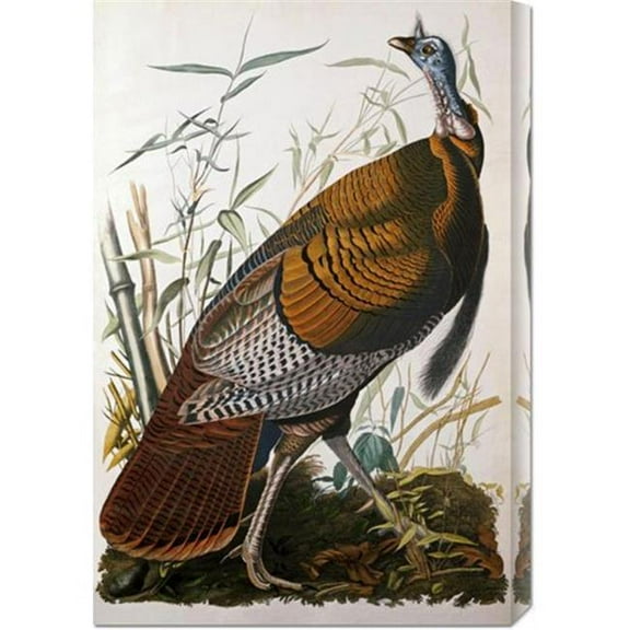 John James Audubon 'Wild Turkey, Male' Stretched Canvas
