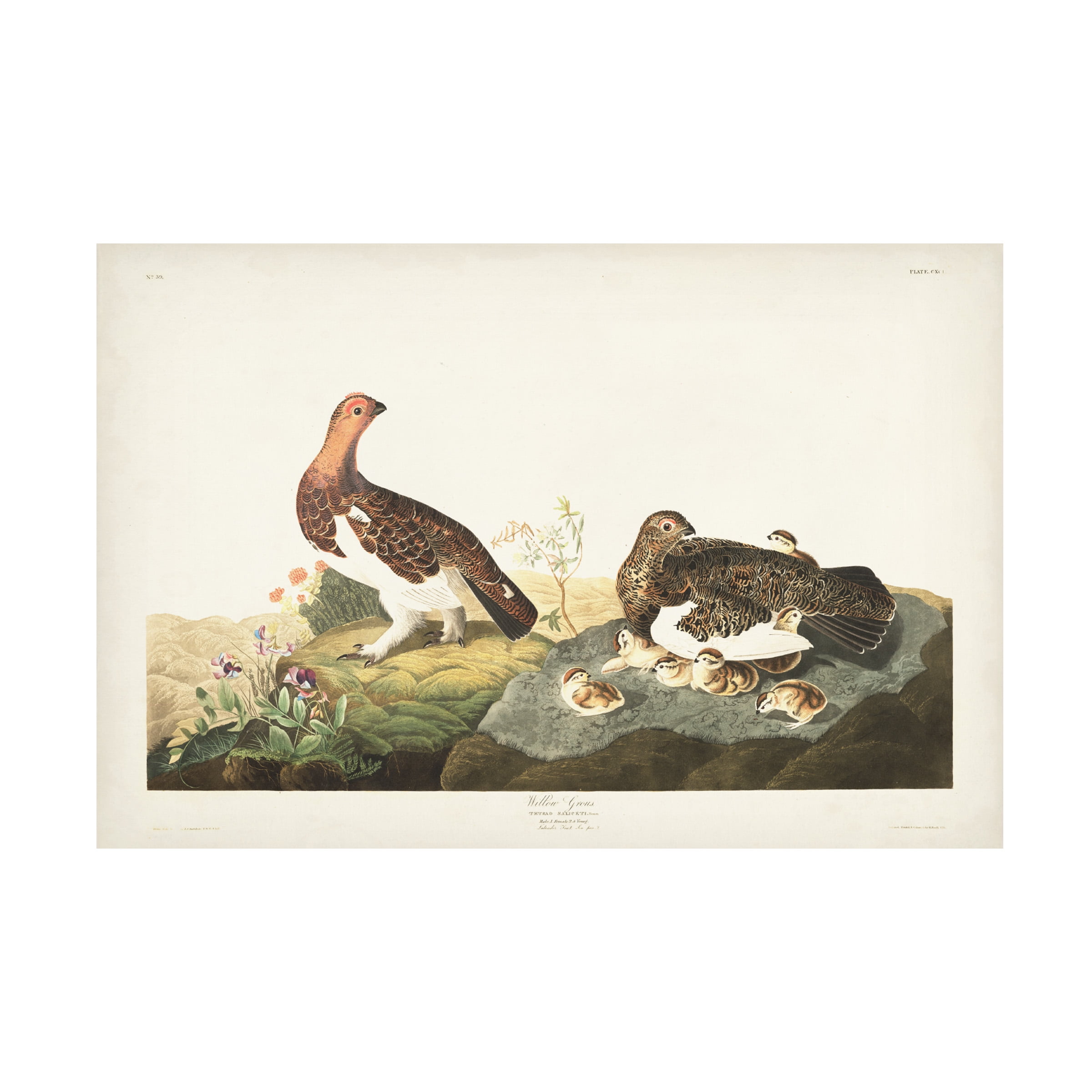 John James Audubon 'Willow Grouse' Canvas Art