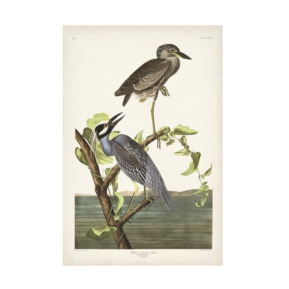 John James Audubon 'Yellow Crowned Heron' Canvas Art