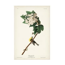 John James Audubon 'Yellow Throated Vireo' Canvas Art