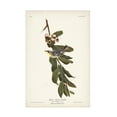 thumbnail image 1 of John James Audubon 'Yellow throated Warbler' Canvas Art, 1 of 3