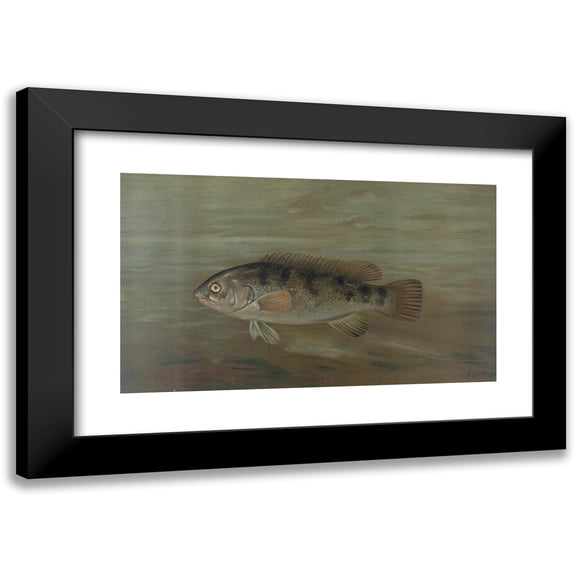 John L. Petrie 14x10 Black Modern Framed Museum Art Print Titled - The California Redfish or Fat-Head, Pimelometopon Pulcher. (1898)