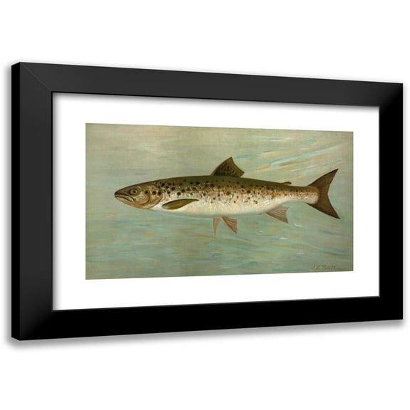 John L. Petrie 14x10 Black Modern Framed Museum Art Print Titled - The Ouananiche or Winninish, Salmo Salar Ouananiche. (1898)