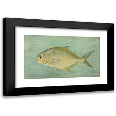 John L. Petrie 14x10 Black Modern Framed Museum Art Print Titled - The Pompano, Trachinotus Carolinis. (1898)