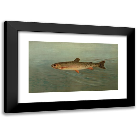 John L. Petrie 14x10 Black Modern Framed Museum Art Print Titled - The Rocky Mountain Trout, Salmo Mykiss. (1898)