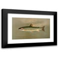 thumbnail image 1 of John L. Petrie 24x16 Black Modern Framed Museum Art Print Titled - The American Brook Trout, Salvelinus Fontinalis. (1898), 1 of 1