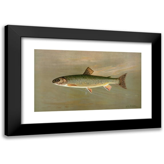 John L. Petrie 24x16 Black Modern Framed Museum Art Print Titled - The American Brook Trout, Salvelinus Fontinalis. (1898)