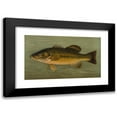 thumbnail image 1 of John L. Petrie 24x16 Black Modern Framed Museum Art Print Titled - The Large-Mouthed Black Bass, Micropterus Salmoides. (1898), 1 of 1